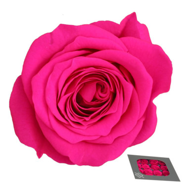 Rosa pres. d.03 princess bright pink (pz.16)