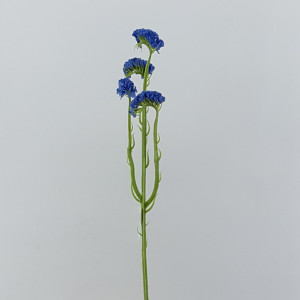 Statice sinuata blu