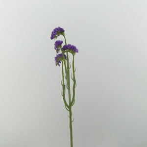 Statice sinuata viola