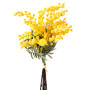 Mimosa bundle cm.40 giallo