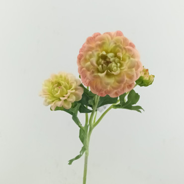 Dahlia x5 cm. 52 rosa verde