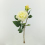 Rosa x2 cm. 48 crema