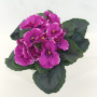 Bush violetta cm.20 malva