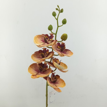 Phalaenopsis x6 cm.75 rosso arancione