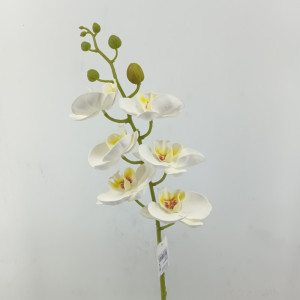 Phalaenopsis x6 cm.75 bianco