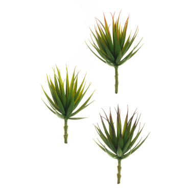 Aloe mini cm.22 assortito (pz. 6)